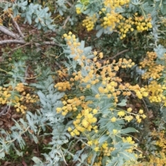 Acacia baileyana (Cootamundra Wattle, Golden Mimosa) at Hackett, ACT - 28 Sep 2021 by Helberth
