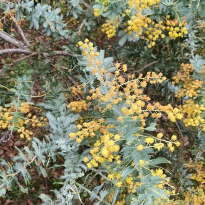 Acacia baileyana (Cootamundra Wattle, Golden Mimosa) at Mount Ainslie - 28 Sep 2021 by Helberth