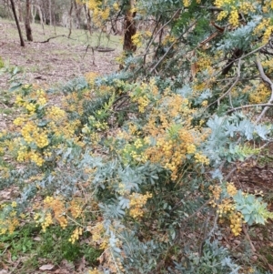 Acacia baileyana at Hackett, ACT - 28 Sep 2021