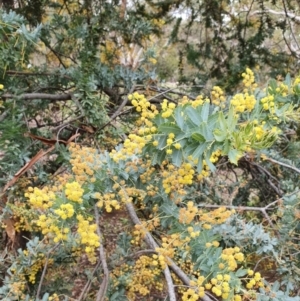 Acacia baileyana at Hackett, ACT - 28 Sep 2021