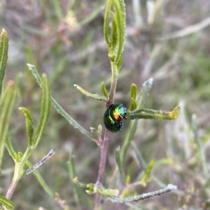 Callidemum hypochalceum at Theodore, ACT - 28 Sep 2021