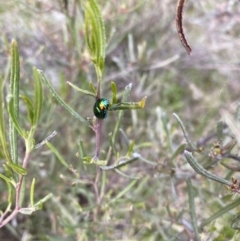 Callidemum hypochalceum at Theodore, ACT - 28 Sep 2021