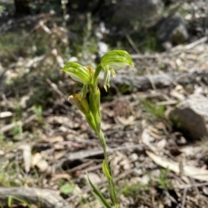 Bunochilus umbrinus (ACT) = Pterostylis umbrina (NSW) at suppressed - 25 Sep 2021