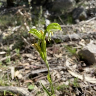 Bunochilus umbrinus (Broad-sepaled Leafy Greenhood) at Rob Roy Range - 25 Sep 2021 by Shazw