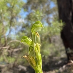 Bunochilus umbrinus at suppressed - 25 Sep 2021