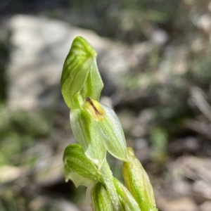 Bunochilus umbrinus (ACT) = Pterostylis umbrina (NSW) at suppressed - 25 Sep 2021