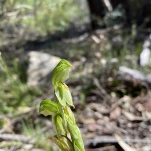 Bunochilus umbrinus (ACT) = Pterostylis umbrina (NSW) at suppressed - 25 Sep 2021