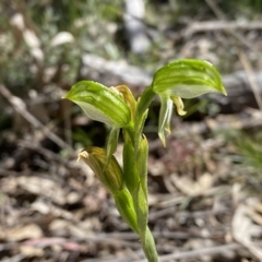 Bunochilus umbrinus (ACT) = Pterostylis umbrina (NSW) at suppressed - 25 Sep 2021