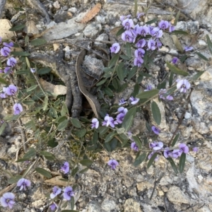 Hovea heterophylla at Conder, ACT - 25 Sep 2021