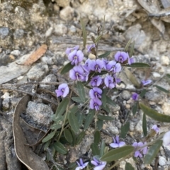 Hovea heterophylla at Conder, ACT - 25 Sep 2021 10:00 AM