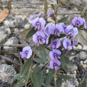 Hovea heterophylla at Conder, ACT - 25 Sep 2021 10:00 AM