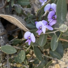 Hovea heterophylla at Conder, ACT - 25 Sep 2021 10:00 AM