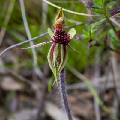 Caladenia actensis (Canberra Spider Orchid) at Hackett, ACT - 17 Sep 2021 by mlech