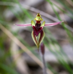 Caladenia actensis at suppressed - suppressed