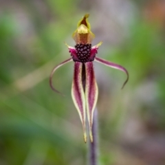 Caladenia actensis at suppressed - suppressed