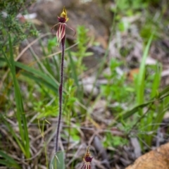 Caladenia actensis at suppressed - 17 Sep 2021
