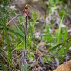 Caladenia actensis at suppressed - suppressed