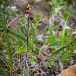 Caladenia actensis at suppressed - suppressed