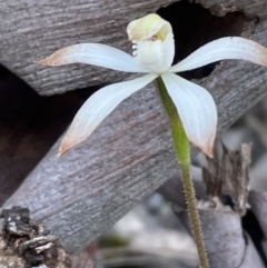 Caladenia ustulata (Brown Caps) at Black Mountain - 28 Sep 2021 by JVR