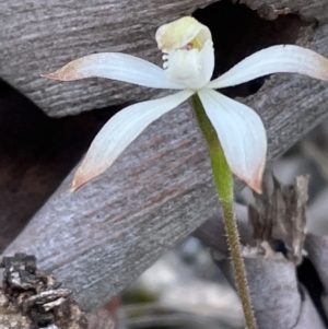 Caladenia ustulata at Aranda, ACT - 28 Sep 2021