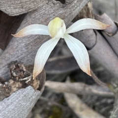 Caladenia ustulata at Aranda, ACT - 28 Sep 2021