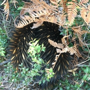 Tachyglossus aculeatus at Evans Head, NSW - 28 Sep 2021