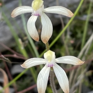 Caladenia ustulata at Downer, ACT - 28 Sep 2021