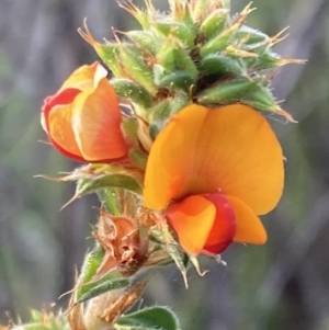 Pultenaea procumbens at Jerrabomberra, ACT - 27 Sep 2021