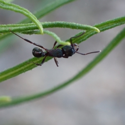 Rhytidoponera metallica (Greenhead ant) at Wanniassa Hill - 27 Sep 2021 by AnneG1