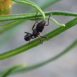 Rhytidoponera metallica at Jerrabomberra, ACT - 27 Sep 2021 05:05 PM