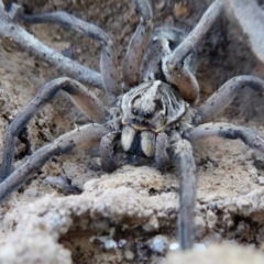 Tasmanicosa sp. (genus) (Tasmanicosa wolf spider) at Yass River, NSW - 28 Sep 2021 by SenexRugosus
