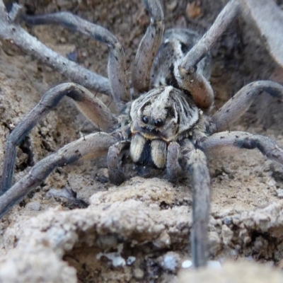 Tasmanicosa sp. (genus) (Tasmanicosa wolf spider) at Yass River, NSW - 28 Sep 2021 by SenexRugosus