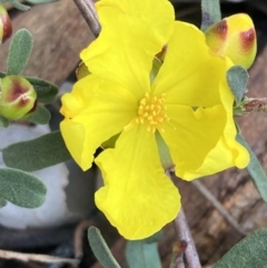 Hibbertia obtusifolia (Grey Guinea-flower) at Jerrabomberra, ACT - 27 Sep 2021 by AnneG1