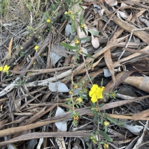 Hibbertia obtusifolia at Jerrabomberra, ACT - 27 Sep 2021