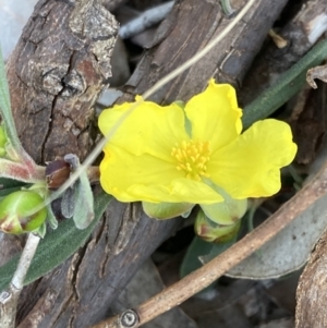 Hibbertia obtusifolia at Jerrabomberra, ACT - 27 Sep 2021