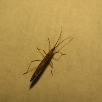 Mutusca brevicornis (A broad-headed bug) at McKellar, ACT - 28 Sep 2021 by Amata