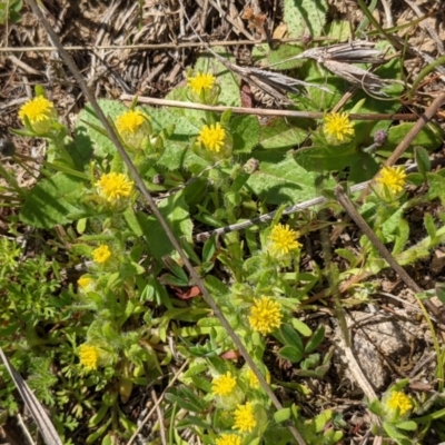 Triptilodiscus pygmaeus (Annual Daisy) at Stromlo, ACT - 28 Sep 2021 by HelenCross