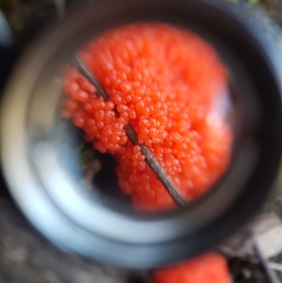 Tubifera ferruginosa (Raspberry Slime) at Black Mountain - 28 Sep 2021 by Detritivore