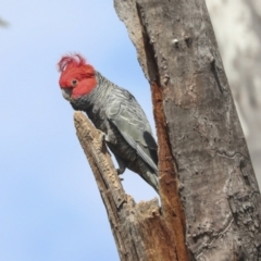 Callocephalon fimbriatum (Gang-gang Cockatoo) at Bruce, ACT - 27 Sep 2021 by AlisonMilton