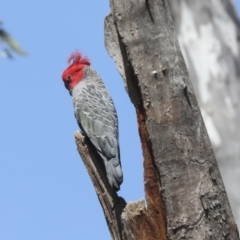 Callocephalon fimbriatum at Bruce, ACT - 27 Sep 2021