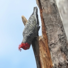 Callocephalon fimbriatum at Bruce, ACT - suppressed