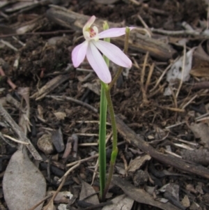 Caladenia carnea at Weetangera, ACT - suppressed