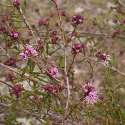 Kunzea parvifolia (Violet Kunzea) at The Pinnacle - 27 Sep 2021 by pinnaCLE