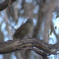 Ptilonorhynchus violaceus (Satin Bowerbird) at The Pinnacle - 28 Sep 2021 by Amy