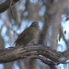 Ptilonorhynchus violaceus (Satin Bowerbird) at Hawker, ACT - 28 Sep 2021 by Amy