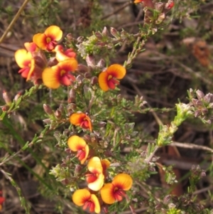 Dillwynia sericea at Holt, ACT - 27 Sep 2021