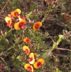 Dillwynia sericea (Egg And Bacon Peas) at The Pinnacle - 27 Sep 2021 by pinnaCLE