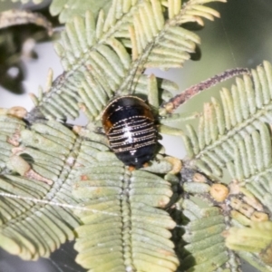 Ellipsidion australe at Bruce, ACT - 27 Sep 2021 10:09 AM