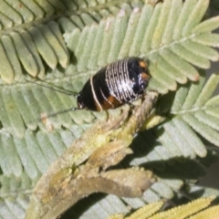 Ellipsidion australe at Bruce, ACT - 27 Sep 2021