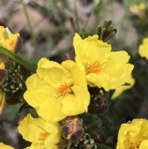 Hibbertia calycina at Hall, ACT - 28 Sep 2021